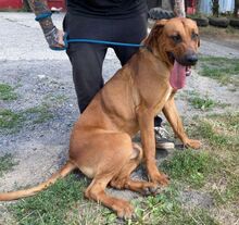 BEETHOVEN, Hund, Rhodesian Ridgeback in Slowakische Republik - Bild 2