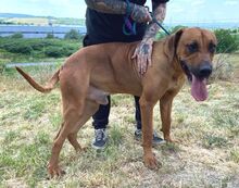 BEETHOVEN, Hund, Rhodesian Ridgeback in Slowakische Republik - Bild 3