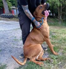 BEETHOVEN, Hund, Rhodesian Ridgeback in Slowakische Republik - Bild 4