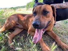 BEETHOVEN, Hund, Rhodesian Ridgeback in Slowakische Republik - Bild 5