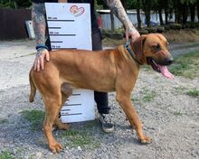 BEETHOVEN, Hund, Rhodesian Ridgeback in Slowakische Republik - Bild 6