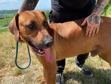 BEETHOVEN, Hund, Rhodesian Ridgeback in Slowakische Republik - Bild 7