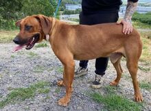 BEETHOVEN, Hund, Rhodesian Ridgeback in Slowakische Republik - Bild 8