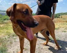 BEETHOVEN, Hund, Rhodesian Ridgeback in Slowakische Republik - Bild 9