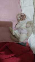 LYKKE, Hund, Mischlingshund in Rumänien - Bild 2