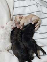 LYKKE, Hund, Mischlingshund in Rumänien - Bild 3