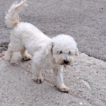 GÖMBI, Hund, Mischlingshund in Ungarn - Bild 2
