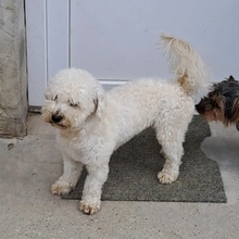 GÖMBI, Hund, Mischlingshund in Ungarn - Bild 3