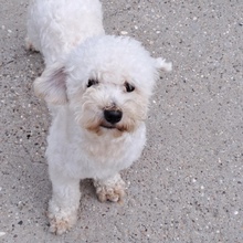 GÖMBI, Hund, Mischlingshund in Ungarn - Bild 4