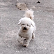 GÖMBI, Hund, Mischlingshund in Ungarn - Bild 6