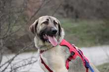 NALA, Hund, Mischlingshund in Griechenland - Bild 1