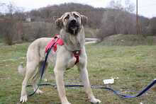 NALA, Hund, Mischlingshund in Griechenland - Bild 2