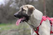 NALA, Hund, Mischlingshund in Griechenland - Bild 3