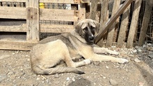 NALA, Hund, Mischlingshund in Griechenland - Bild 5