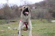 NALA, Hund, Mischlingshund in Griechenland - Bild 6