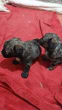 LACEY, Hund, Mischlingshund in Belgien - Bild 2
