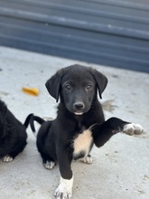 ILYA, Hund, Mischlingshund in Rumänien - Bild 1