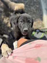 ILYA, Hund, Mischlingshund in Rumänien - Bild 2