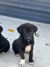 ILYA, Hund, Mischlingshund in Rumänien - Bild 3