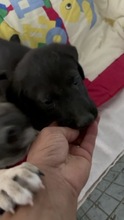 ILYA, Hund, Mischlingshund in Rumänien - Bild 4