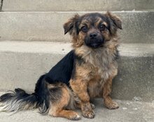 AMBRA, Hund, Mischlingshund in Kroatien - Bild 1