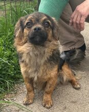 AMBRA, Hund, Mischlingshund in Kroatien - Bild 10