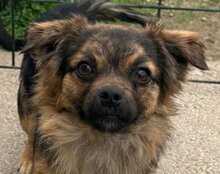 AMBRA, Hund, Mischlingshund in Kroatien - Bild 2