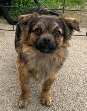 AMBRA, Hund, Mischlingshund in Kroatien - Bild 3