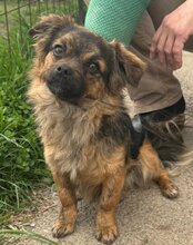 AMBRA, Hund, Mischlingshund in Kroatien - Bild 4
