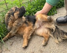 AMBRA, Hund, Mischlingshund in Kroatien - Bild 5