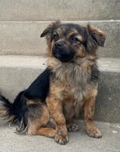 AMBRA, Hund, Mischlingshund in Kroatien - Bild 6