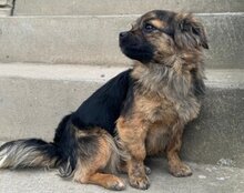 AMBRA, Hund, Mischlingshund in Kroatien - Bild 7