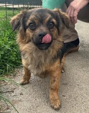 AMBRA, Hund, Mischlingshund in Kroatien - Bild 8