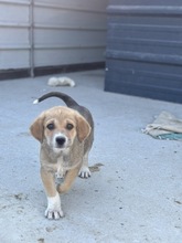 INEZ, Hund, Mischlingshund in Rumänien - Bild 1