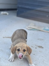 INEZ, Hund, Mischlingshund in Rumänien - Bild 2