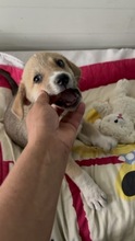 INEZ, Hund, Mischlingshund in Rumänien - Bild 4
