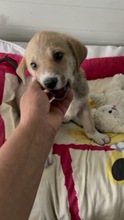 INEZ, Hund, Mischlingshund in Rumänien - Bild 5