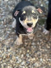 IMANI, Hund, Mischlingshund in Rumänien - Bild 1
