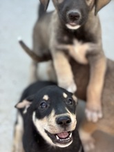 IMANI, Hund, Mischlingshund in Rumänien - Bild 2