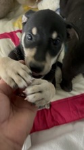 IMANI, Hund, Mischlingshund in Rumänien - Bild 3