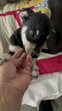 IMANI, Hund, Mischlingshund in Rumänien - Bild 5