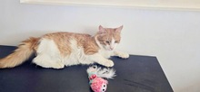 HECTOR, Katze, Europäisch Kurzhaar in Zypern - Bild 3