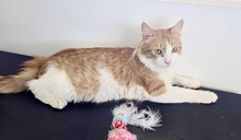 HECTOR, Katze, Europäisch Kurzhaar in Zypern - Bild 4