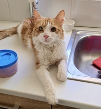 HECTOR, Katze, Europäisch Kurzhaar in Zypern - Bild 5