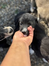 IVIE, Hund, Mischlingshund in Rumänien - Bild 1
