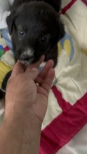 IVIE, Hund, Mischlingshund in Rumänien - Bild 2