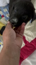 IVIE, Hund, Mischlingshund in Rumänien - Bild 3