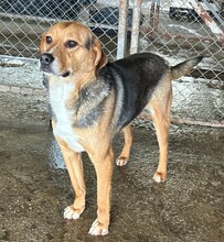 NELSON, Hund, Beagle-Mischling in Rumänien - Bild 1