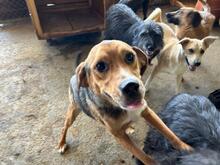 NELSON, Hund, Beagle-Mischling in Rumänien - Bild 10