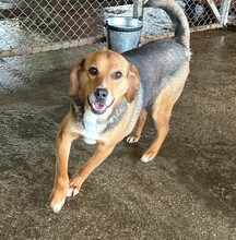 NELSON, Hund, Beagle-Mischling in Rumänien - Bild 2